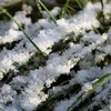 【気温に強い？】クラピアの耐寒性・耐暑性を徹底解説！真冬＆猛暑でも育つの？