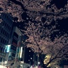 夜桜と、