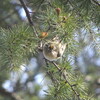 靭公園の野鳥まとめ(靭公園探鳥2018/01/29-2018/03/07)