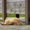 隣県西部離島のねこさん