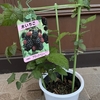 思いがけずブラックベリー●🍃●●