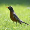 American Robin