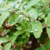 今日もまた雨である