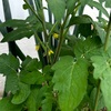 ベランダ菜園2024🥬(11)