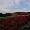 コキアの時期のひたち海浜公園の混雑度ってどんな感じ？