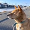 あの犬は友ですか敵なんですか おばさん何も知らんのですか