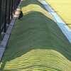 歩くカラス