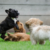 【6選】大阪市内のパピーパーティー（子犬の交流会）まとめ～子犬の社会性を育む