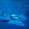 仙台うみの杜水族館へ