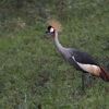 ホオジロカンムリヅル(Grey Crowned Crane)