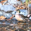 今城塚古墳公園でトモエガモ♂　12/7