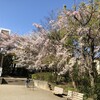 桜🌸再び