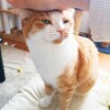 もうタイトルだけで内容もろバレですがお題「わたしの癒し」