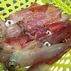 マルイカシーズン最終戦は鴨居から
