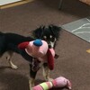 まろにー1123日目