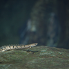 ポリプテルス・デルヘジ Polypterus delhezi