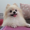 No.190622B-PMRM（ポメラニアン 6歳位 3kg ♂)