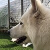 番犬バディ