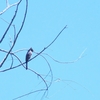 ネッタイモリタイランチョウ Northern Tropical Pewee