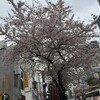 2016年の桜：見ごろは4月最初の土日でした！今週はまだいけるかも