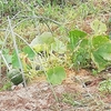 ミニかぼちゃと枝豆の収穫　　　　　　　　　　　　　　　　　　　　ミニトマト抜く