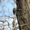 野鳥はいつものメンバーだけ…