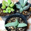 新入り