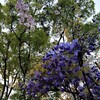 藤浪の松より竹へ清閑寺 川端茅舎