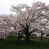 栃木市西方金崎の桜。2022年の桜祭りは中止。