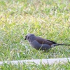 ムジハイガシラスズメ Swainson's Sparrow