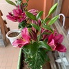 玄関に来客のあり百合の花（あ）