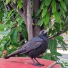 大人になる途中のカラス