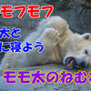 「白いモフモフ」モモ太と一緒に寝よう