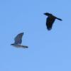 この鳥は何でしょうか？