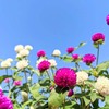 千日紅の写真素材｜著作権フリー商用可の花素材