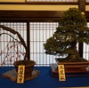 【大阪天満宮】梅まつり「盆梅と刀剣展」と近くのおすすめコロッケ屋さん