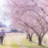 じっちゃんと十月桜