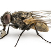 Getting Rid of Fruit Flies by Using the Best House Fly Killer