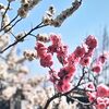 梅小路公園の二色梅「春日野」が今見頃🌸