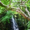 植物は水、油、アルコールに溶けていく