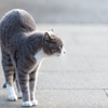 猫に散歩は必要？【おさんぽ】