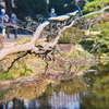 デジタルズームなしだと