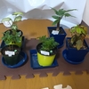 １００均   観葉植物