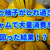 柿と柚子がとれ過ぎ！ジャムで大量消費を図った結果！？