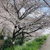 多摩川堤防の桜