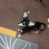 まろにー54〜55日目