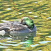 春日大池のヨシガモを見に