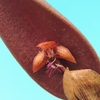 Bulbophyllum conchophyllum