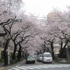 武蔵野市役所_桜並木満開（東京都武蔵野市）