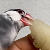 文鳥さん梨（なし）を食べてみる